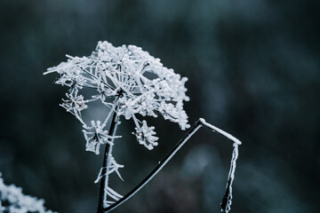 Close-up of plants covered in hoarfrost in a forest in the Lower Taunus Mountains