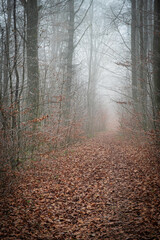 Trees and plants covered in hoarfrost in a forest in the Lower Taunus Mountains during fog