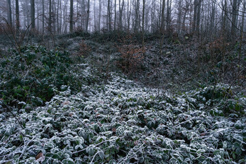Raspberry bushes covered in hoarfrost in a forest in the Lower Taunus Mountains