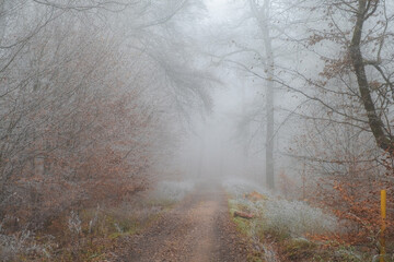 Trees and plants covered in hoarfrost in a forest in the Lower Taunus Mountains during fog