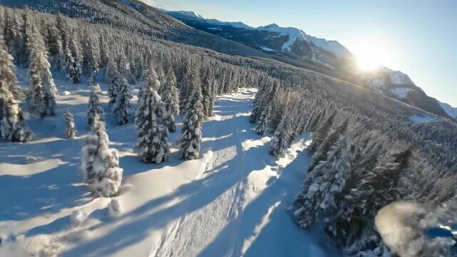 Breathtaking aerial drone shot sweeping over a vast deep snowy forest with a single untouched winding path emphasizing isolation and scale tranquility, exploration, nature
