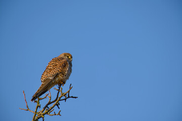 Common kestrel perched on bare branch against clear blue sky