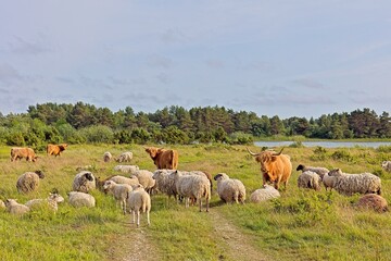 Obraz premium Pastoral scene featuring both Highland cattle and sheep grazing together in a crassy field in summer with blue sky with light clouds, Türju, Saaremaa, Estonia.