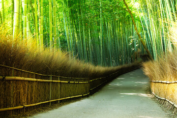 Sunlit Path Through a Lush Bamboo Forest in Japan. Arashiyama, Kyoto, Japan