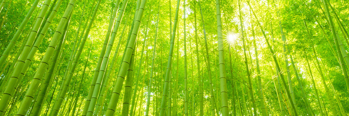 Sunlit Path Through a Lush Bamboo Forest in Japan. Arashiyama, Kyoto, Japan