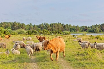 Obraz premium Pastoral scene featuring both Highland cattle and sheep grazing together in a crassy field in summer with blue sky with light clouds, Türju, Saaremaa, Estonia.