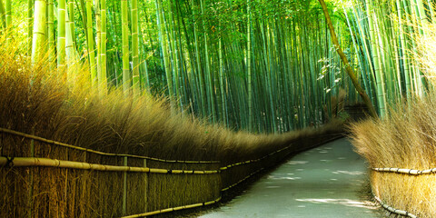 Sunlit Path Through a Lush Bamboo Forest in Japan. Arashiyama, Kyoto, Japan