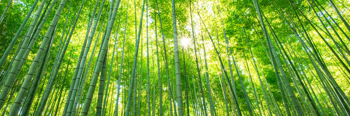 Sunlit Path Through a Lush Bamboo Forest in Japan. Arashiyama, Kyoto, Japan