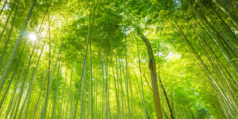 Sunlit Path Through a Lush Bamboo Forest in Japan. Arashiyama, Kyoto, Japan