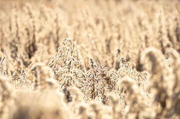 Fototapeta premium 冬の光に輝く枯れたセイタカアワダチソウの綿毛と冬枯れの野原