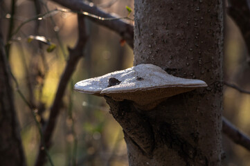 冬の雑木林の幹に自生する白いクジラタケと柔らかな木漏れ日