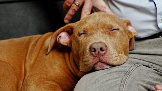 Close up of sleeping American Staffordshire Terrier puppy resting peacefully on its owner lap. Tender lifestyle scene showing trust and loving bond between human and pet 