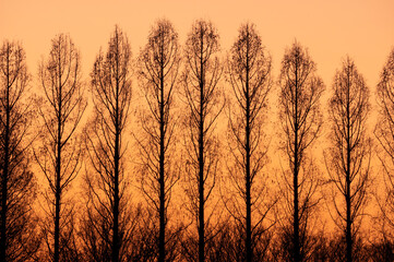冬の夕焼け空に浮かぶメタセコイア並木のシルエット
