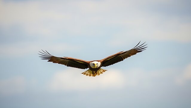 unclosed. Eagle in flight against a sky background with its wings spread wide. wildlife magazines, conservation campaigns, designed for eco-tourism storytelling, used by financial analysts.