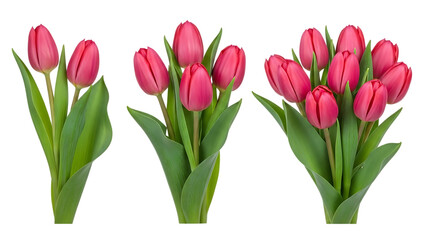 Fototapeta premium Three bunches of pink tulips isolated on transparent background