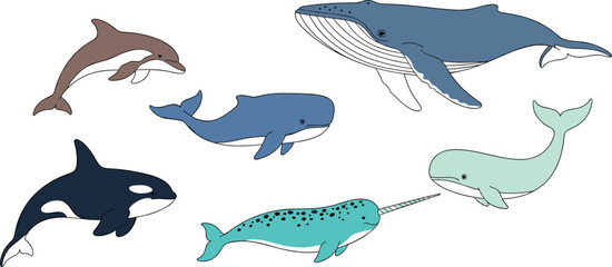 Colorful vector set of marine mammals including a blue whale orca dolphin narwhal humpback and sperm whale isolated. © MDSAKIB