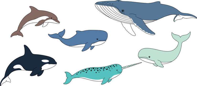 Colorful vector set of marine mammals including a blue whale orca dolphin narwhal humpback and sperm whale isolated.