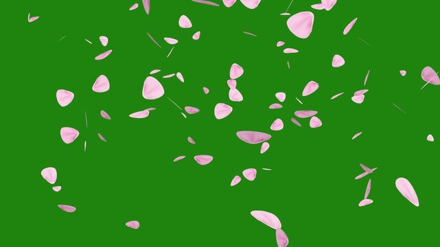 4K wedding pink rose petals falling on green screen background. Chroma key floral overlay for wedding ceremonies, receptions, bridal films, love stories and video editing.