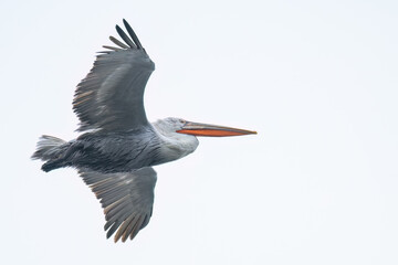 Obraz premium Dalmatian pelican in flight with wings spread against a bright sky