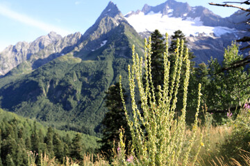 Green plant in foreground with majestic mountain landscape of Dombay