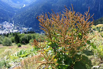 Dry plant stands tall foreground with picturesque Dombay mountain valley town
