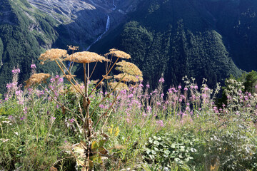 Dry hogweed and pink fireweed flower on mountain slope