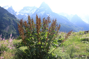 Green plant with reddish seed heads against backdrop of majestic snow-capped Caucasus mountains