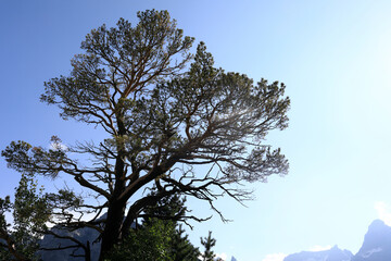 Large green pine tree with sunlight shining through its branches