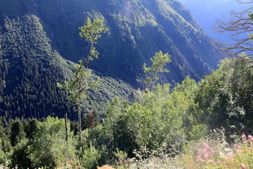 Lush green forest covering steep slopes of Caucasus Mountains in Dombay