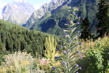Purple wildflower in foreground with backdrop of forested mountains