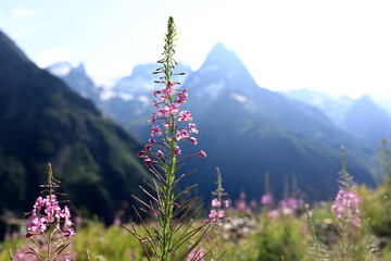 Tall fireweed flower foreground with mountain range backdrop in Caucasus