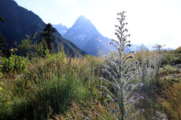 Tall purple flower in foreground with majestic mountain peak
