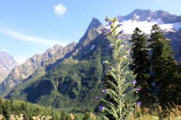 Tall purple flower in foreground with snow capped mountain