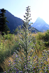 Tall vibrant purple flowered plant with green leaves in mountain meadow