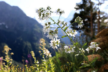 White wild flower growing on mountain slope with blurred background