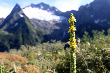 Yellow flower blooming in Caucasus Mountains