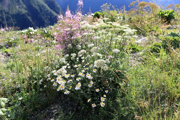 Wildflower meadow in Dombay with chamomile and fireweed blossoms