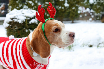 Festive Beagle in Snow with Reindeer Antlers