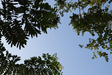 Low Angle View of Lush Green Tree Canopies Against a Clear Blue Sky