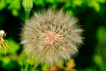  reife Fruchtstand (Pappus) einer Distel