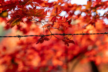 Vibrant autumn Japanese maple leaves in rich red and orange hues create a striking bokeh background, contrasted by a sharp barbed wire fence in the foreground.