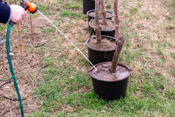 A garden hose with a spray nozzle is used to water young tree seedlings planted in rows in a large black bucket outdoors