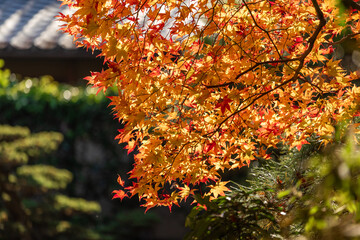 Vibrant Japanese maple leaves glow in warm autumn sunlight, displaying rich hues of red, orange, and gold. The scene captures the essence of fall foliage, with traditional architecture subtly blurred
