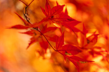 Vibrant Japanese maple leaves blaze in fiery red and orange hues, showcasing the stunning colors of autumn. A close-up view with a soft bokeh background captures the essence of the fall season.