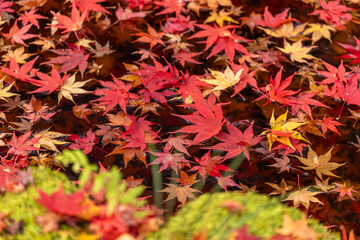 Vibrant red and golden maple leaves gracefully float on dark water, creating a stunning autumnal tapestry. Perfect for seasonal themes, tranquility, and nature's fleeting moments.