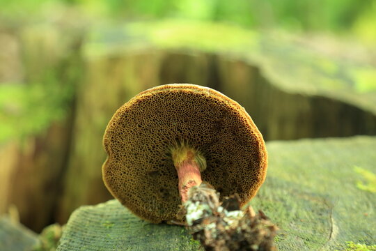 Xerocomellus chrysenteron. Underside view of Xerocomellus chrysenteron wild bolete mushroom on wood
