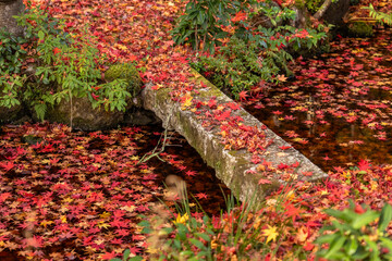 A serene Japanese garden is adorned with a carpet of vibrant red and orange maple leaves, floating on a tranquil stream and covering a moss-laden stone bridge during the captivating autumn season.
