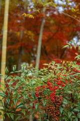 Vibrant red Nandina berries against lush leaves, with blurred golden bamboo and vivid autumn Japanese maple foliage in the background, capturing fall's essence.