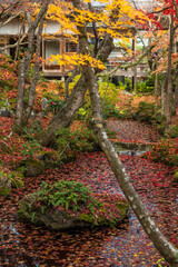 Vibrant autumn foliage covers a serene stream in a traditional Japanese garden, with a historic temple nestled among the colorful trees. Golden maple leaves create a stunning, tranquil scene in Kyoto,