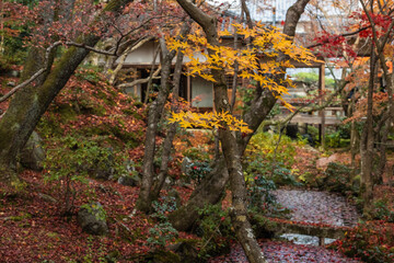 Vibrant autumn colors illuminate a tranquil traditional Japanese garden, with golden maple leaves framing a peaceful stream flowing past a historic wooden temple building, creating a serene autumnal